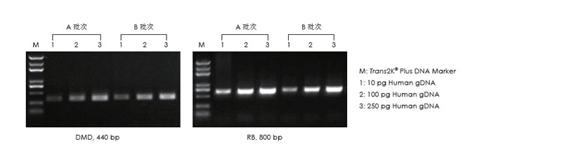 使用不同批次的產(chǎn)品，以不同濃度的人 gDNA 為模板擴增，1.5% 瓊脂糖凝膠電泳分析擴增結果。
