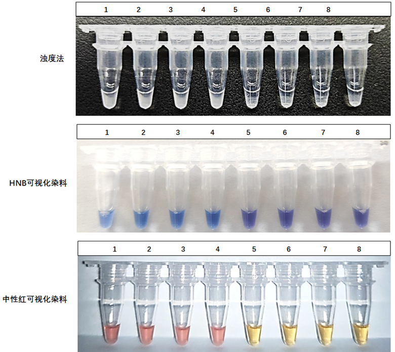 1-4：ASFV-p72基因質(zhì)粒；5-8：NTC