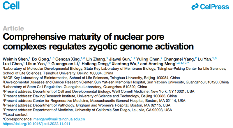清華大學(xué)生命科學(xué)學(xué)院孟安明院士課題組揭示核孔復合體調控合子基因組激活新機制,全式金