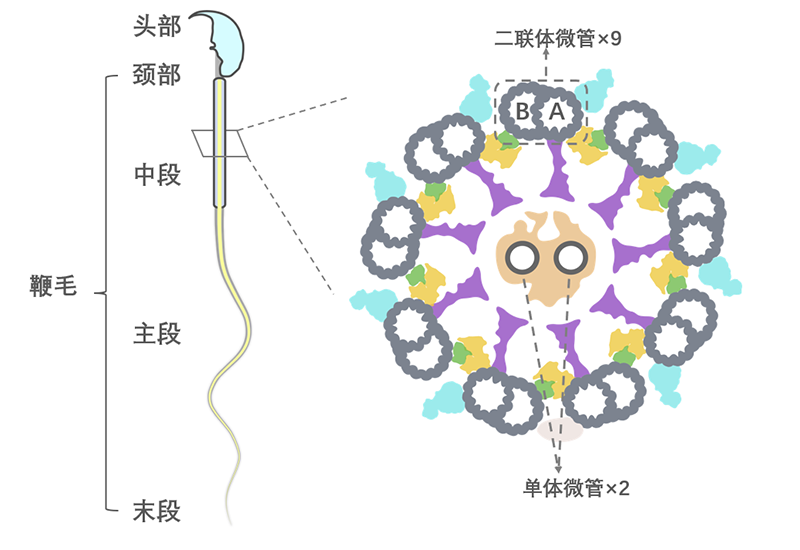 精子結構示意圖及其軸絲橫截面示意圖