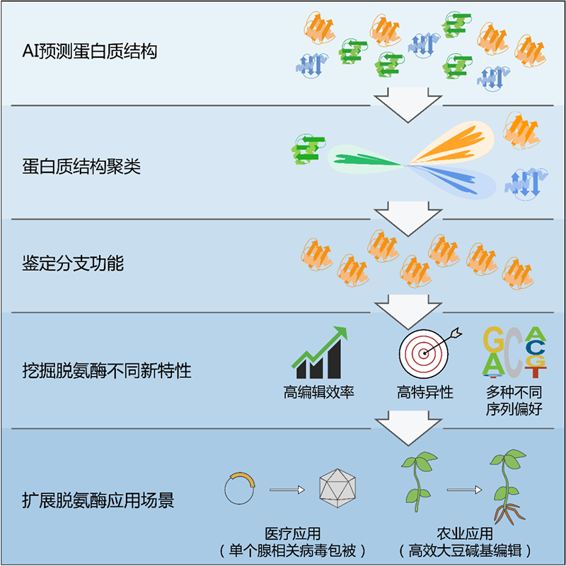 基于A(yíng)I輔助的蛋白結構聚類(lèi)挖掘脫氨酶并開(kāi)發(fā)具有新特性的堿基編輯系統