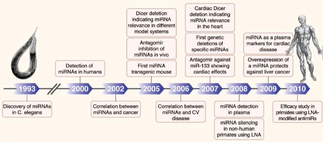自1993-2000發(fā)現microRNA開(kāi)始的microRNA研究進(jìn)程