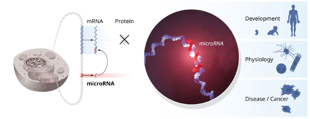 microRNA的開(kāi)創(chuàng  )性發(fā)現揭示了基因調控的一個(gè)新維度