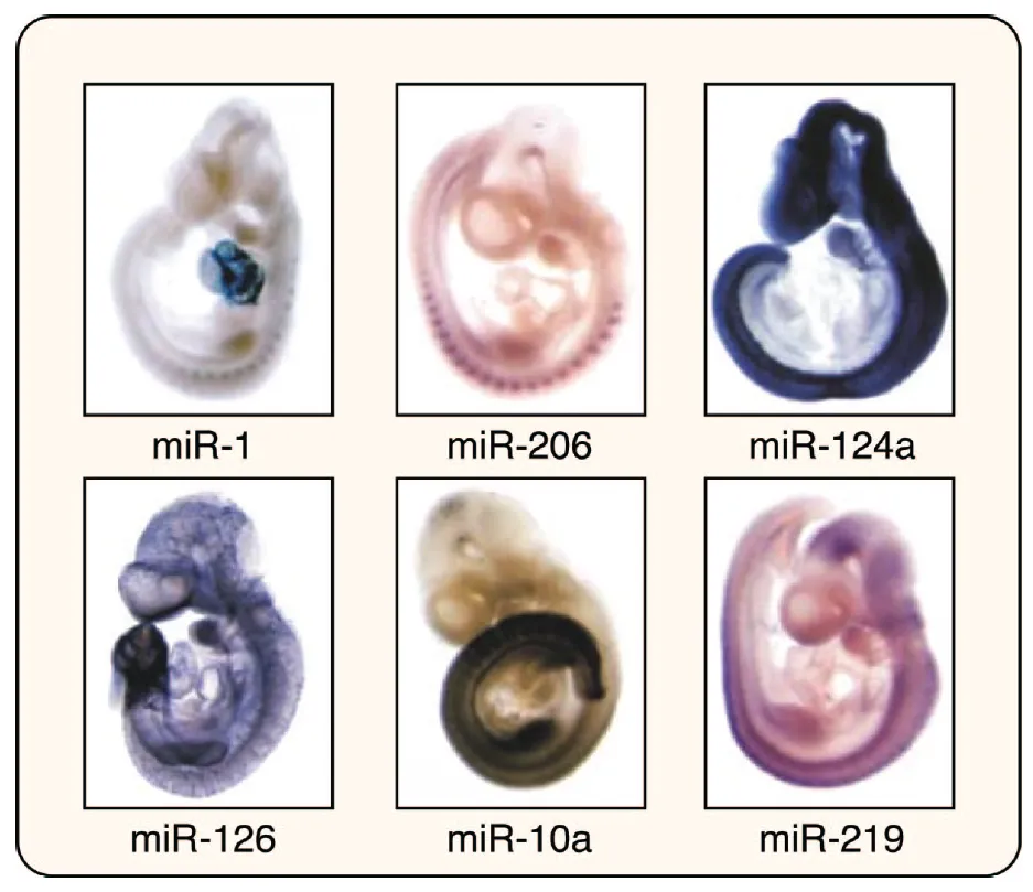  整體原位microRNA 雜交（Whole-mount miRNA ISH）技術(shù)在生物發(fā)育中的應用