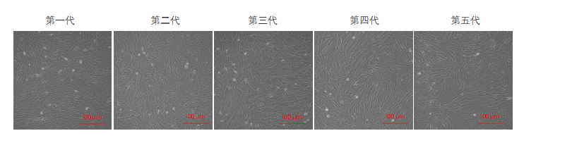 間充質(zhì)干細胞培養圖
