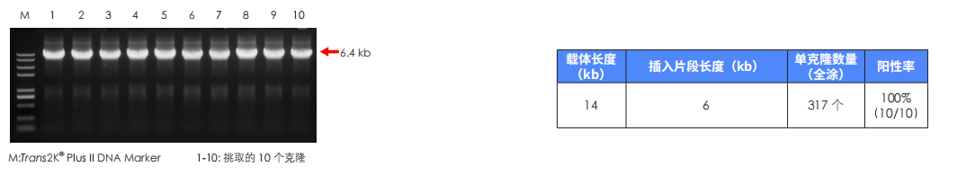 14 kb 長(cháng)載體成功組裝